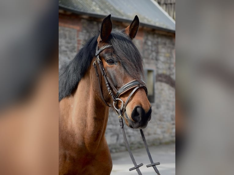 Cruzado Klacz 12 lat 160 cm Gniada in Osnabrück