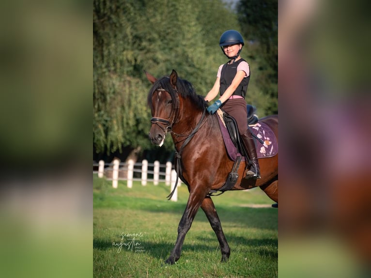 Cruzado Klacz 12 lat 160 cm Gniada in Osnabrück