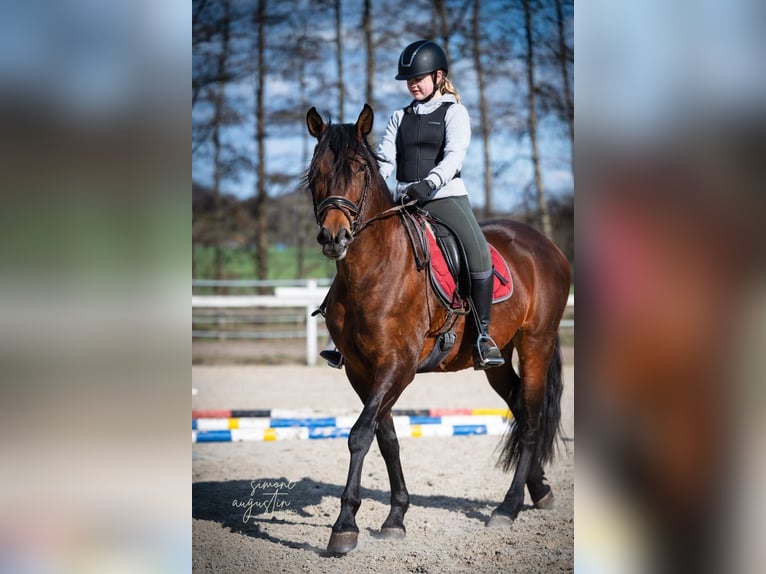 Cruzado Klacz 12 lat 160 cm Gniada in Osnabrück