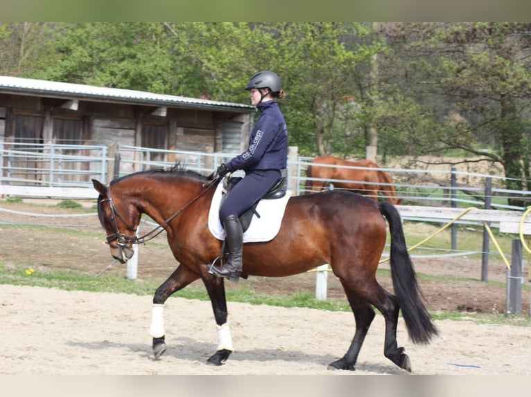 Cruzado Klacz 12 lat 160 cm Gniada in Osnabrück