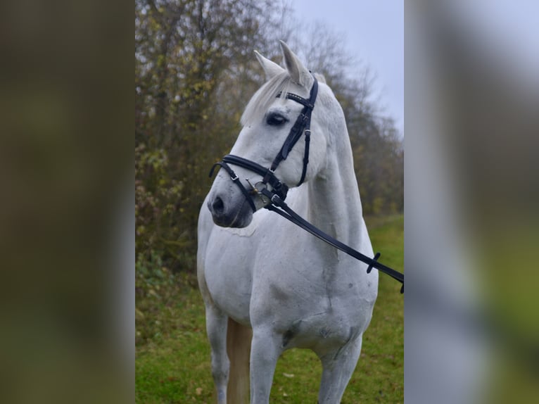 Cruzado Klacz 13 lat 155 cm Siwa in W&#xFC;rzburg