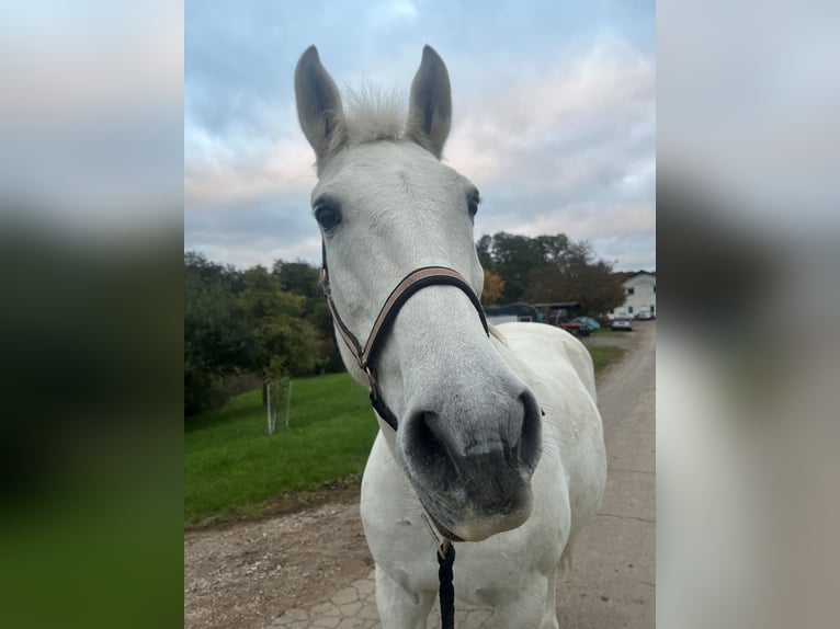 Cruzado Klacz 14 lat 160 cm Siwa in Wadern