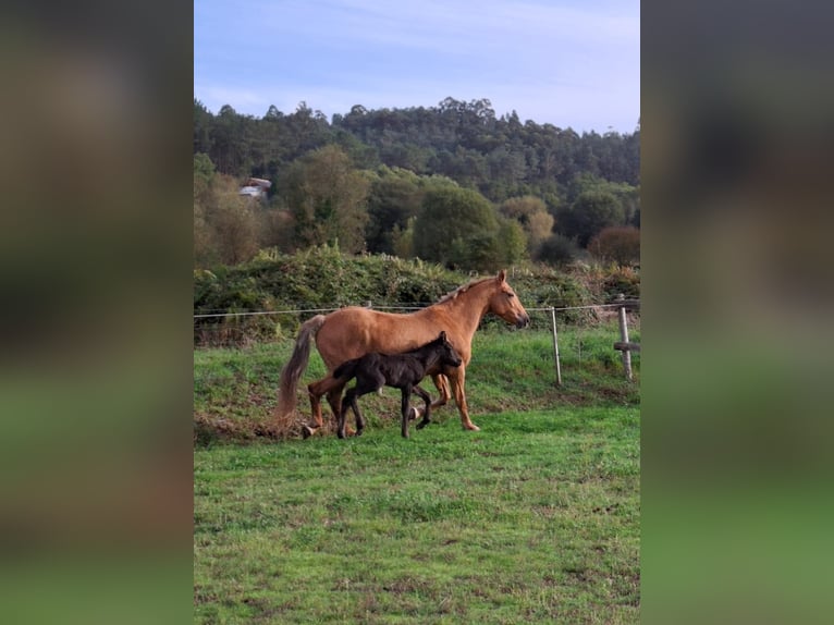 Cruzado Mix Klacz 15 lat 158 cm Izabelowata in Santiago De Compostela