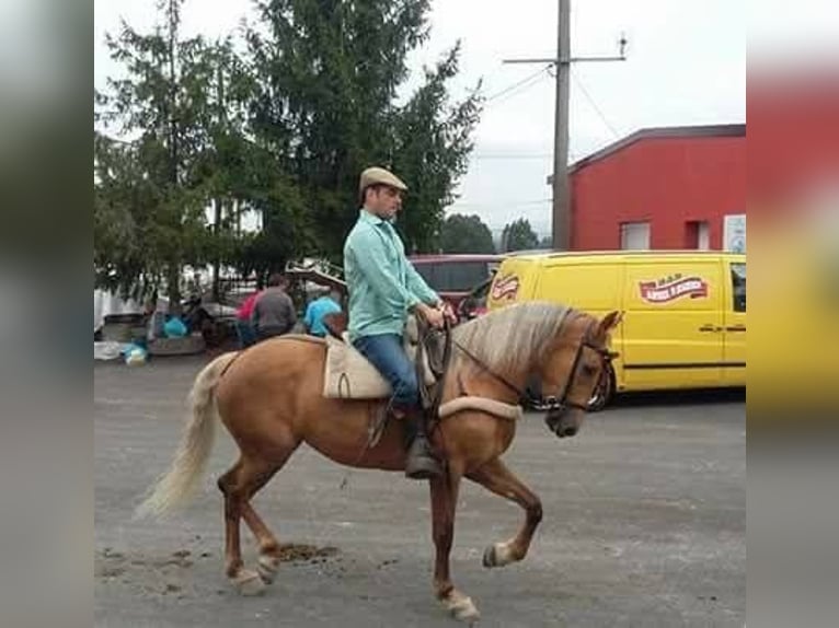 Cruzado Mix Klacz 15 lat 158 cm Izabelowata in Santiago De Compostela
