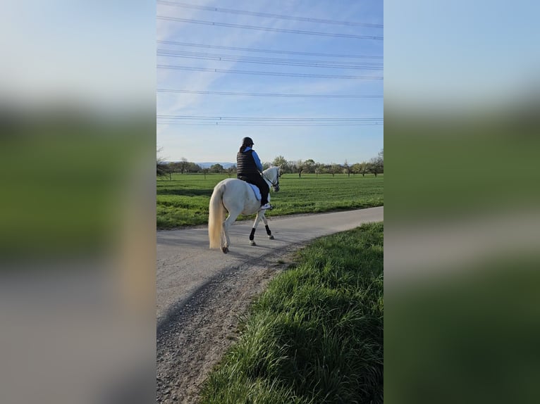 Cruzado Klacz 15 lat 160 cm Siwa in Rheinstetten