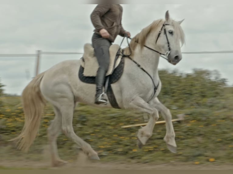 Cruzado Klacz 15 lat 165 cm Siwa in Saint-Saturnin-du-Limet