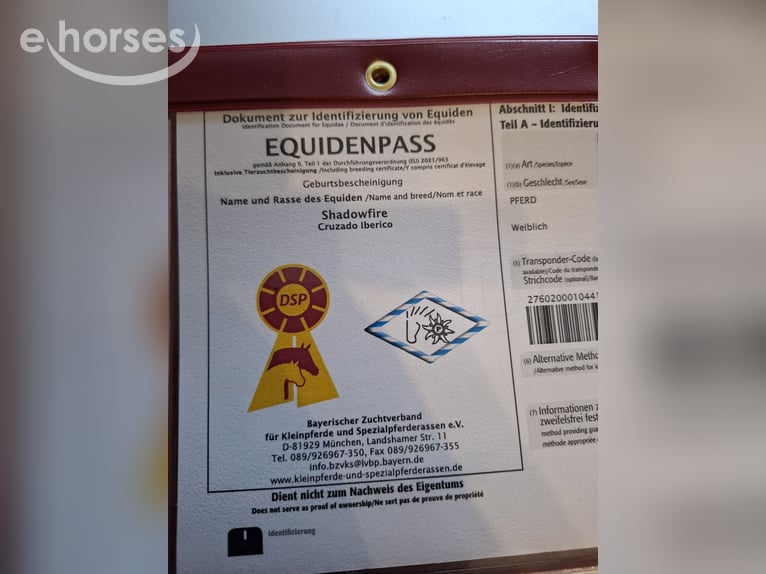 Cruzado Mix Klacz 1 Rok 163 cm Tobiano wszelkich maści in Kupferzell