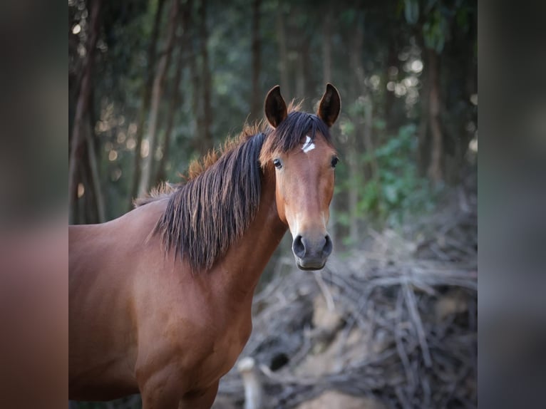 Cruzado Klacz 2 lat 161 cm Gniada in Rio Maior