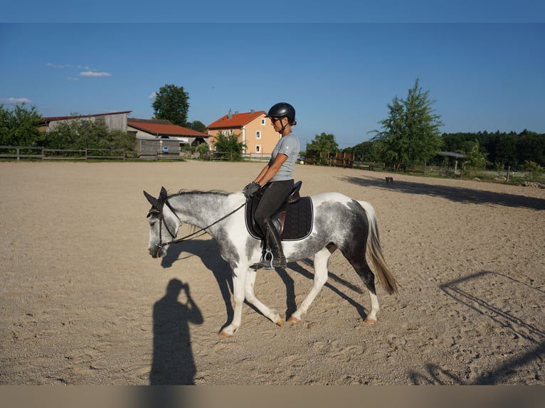 Cruzado Mix Klacz 3 lat 141 cm Srokata in Beratzhausen