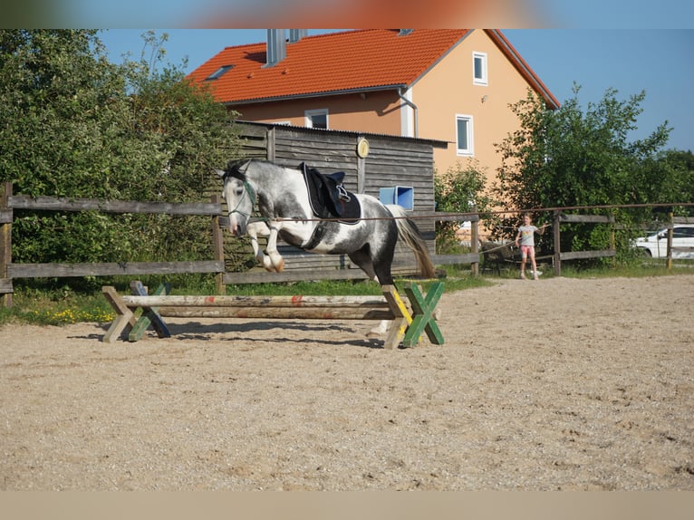 Cruzado Mix Klacz 3 lat 141 cm Srokata in Beratzhausen