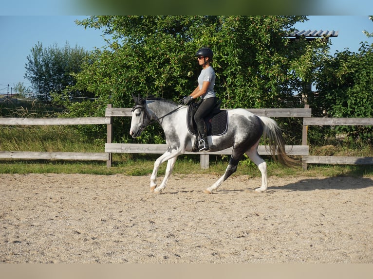 Cruzado Mix Klacz 3 lat 141 cm Srokata in Beratzhausen
