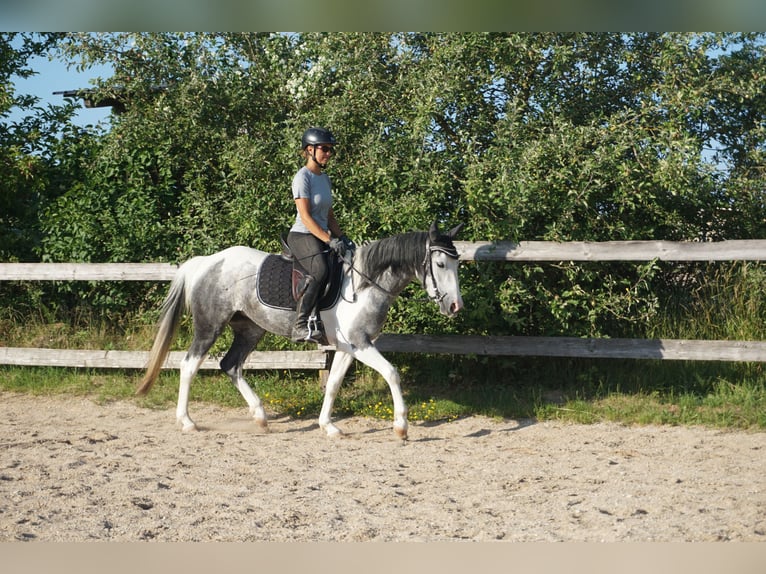 Cruzado Mix Klacz 3 lat 141 cm Srokata in Beratzhausen