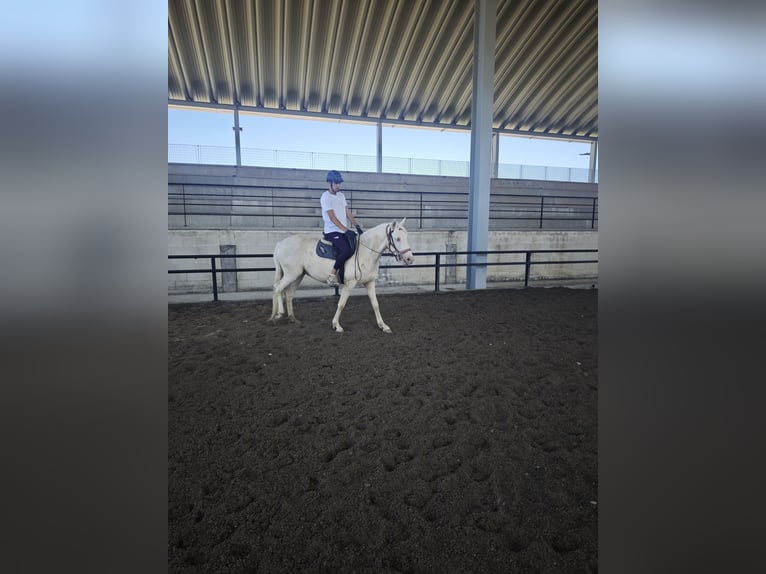 Cruzado Klacz 3 lat 155 cm Cremello in Hervededo