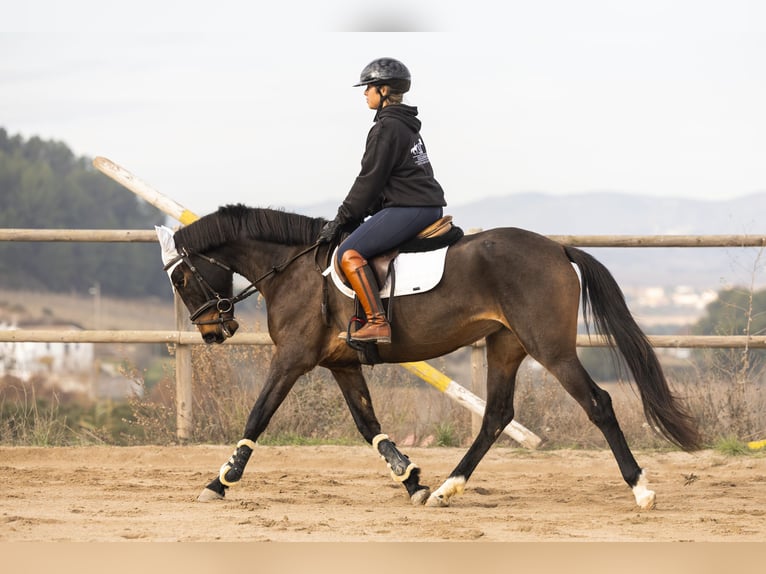 Cruzado Klacz 3 lat 160 cm Gniada in Subirats