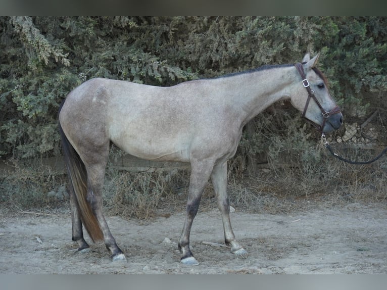 Cruzado Mix Klacz 4 lat 147 cm Siwa in Torrevieja