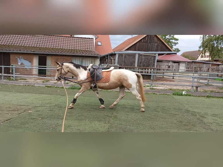 Cruzado Klacz 4 lat 153 cm Izabelowata in Abtsgmünd