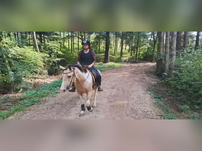 Cruzado Klacz 4 lat 153 cm Izabelowata in Abtsgmünd