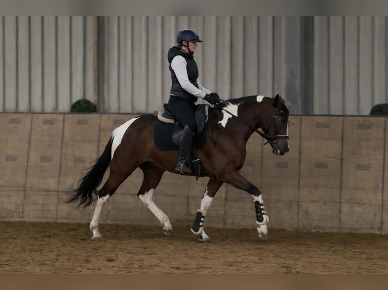 Cruzado Klacz 4 lat 153 cm Srokata in Neustadt (Wied)