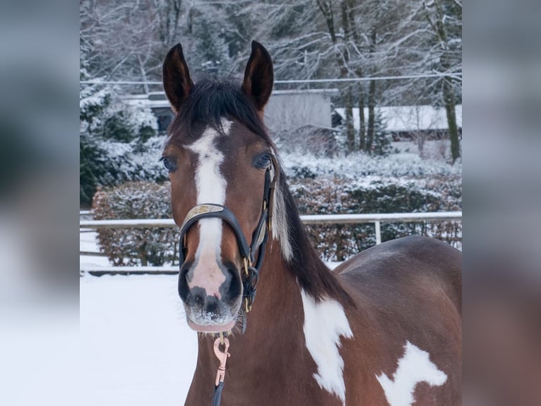 Cruzado Klacz 4 lat 153 cm Srokata in Neustadt (Wied)
