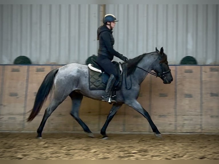 Cruzado Klacz 4 lat 153 cm Stalowosiwy in Neustadt (Wied)