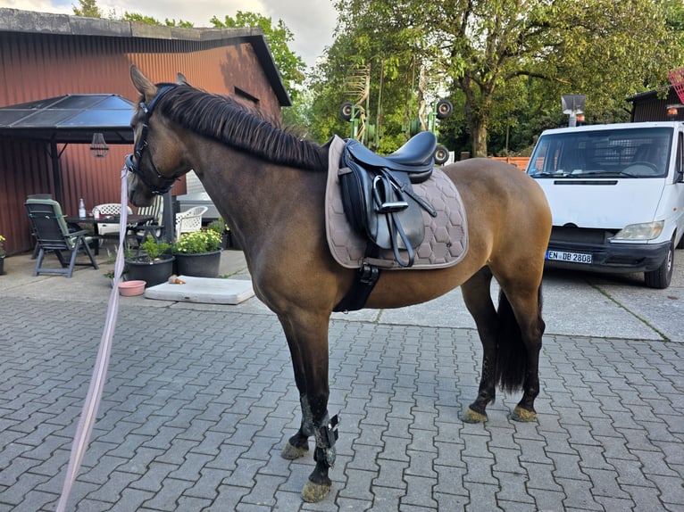 Cruzado Klacz 4 lat 155 cm Jelenia in Gevelsberg