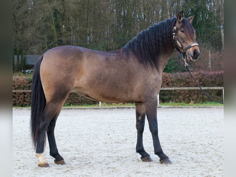 Cruzado Klacz 4 lat 157 cm Bułana in Neustadt (Wied)