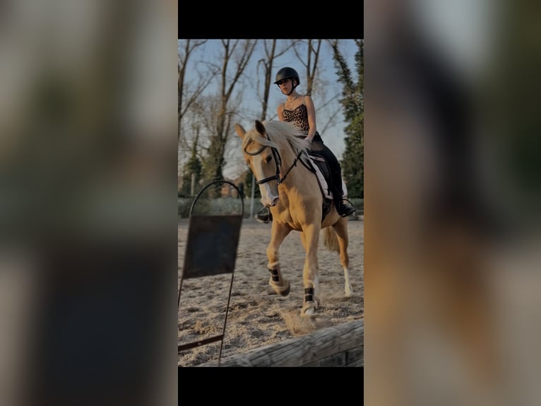 Cruzado Klacz 4 lat 160 cm Izabelowata in Rommerskirchen