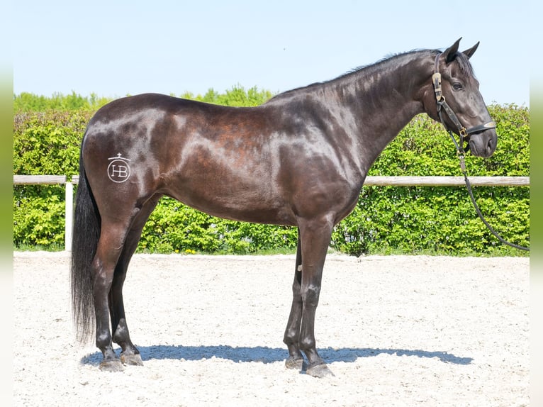 Cruzado Klacz 4 lat 160 cm Kara in Neustadt (Wied)