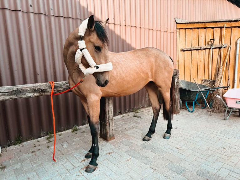 Cruzado Klacz 4 lat 165 cm Bułana in Hude (Oldenburg)