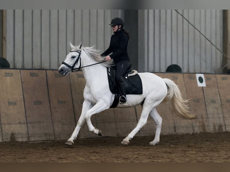 Cruzado Klacz 5 lat 150 cm Siwa in Neustadt (Wied)