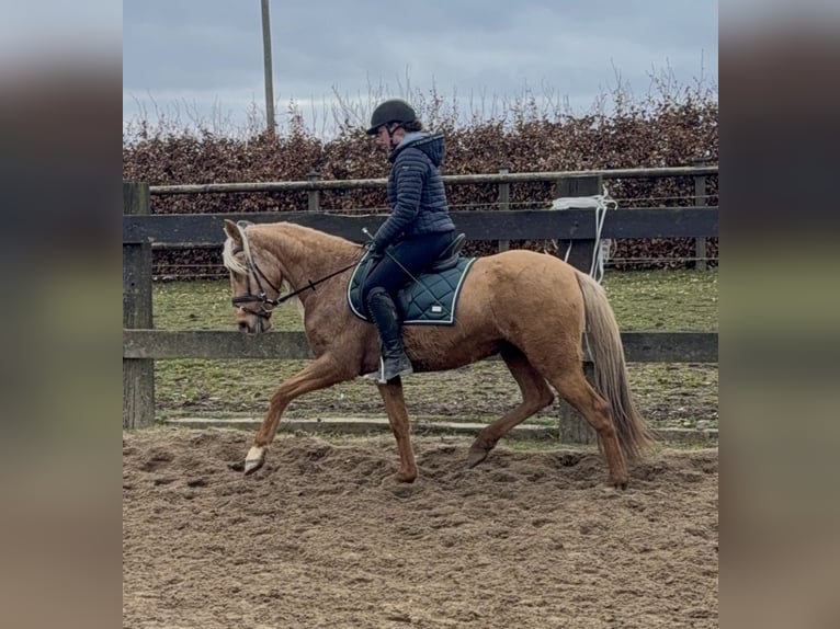 Cruzado Klacz 5 lat 152 cm Dunalino in Daleiden