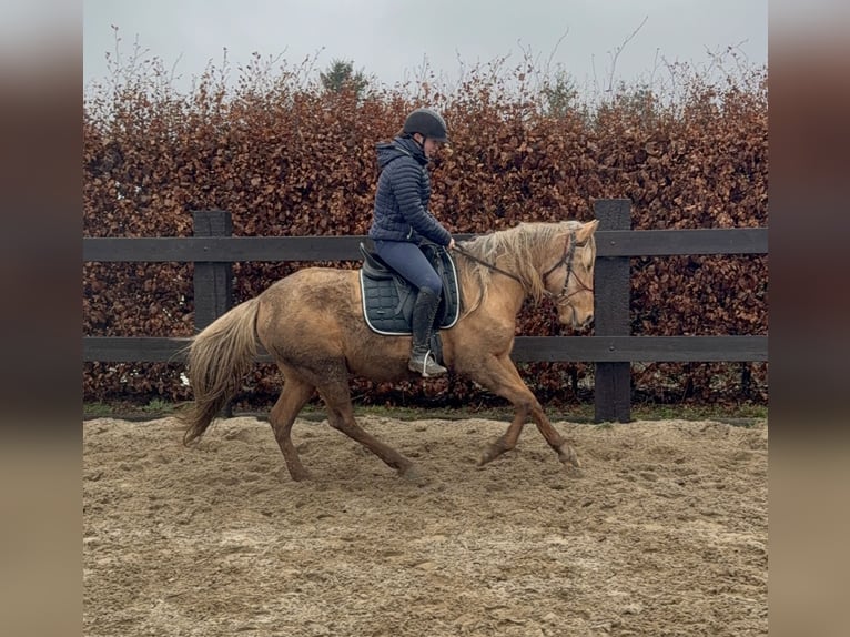 Cruzado Klacz 5 lat 152 cm Dunalino in Daleiden