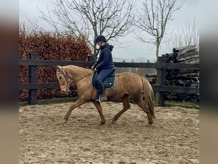 Cruzado Klacz 5 lat 152 cm Dunalino in Daleiden
