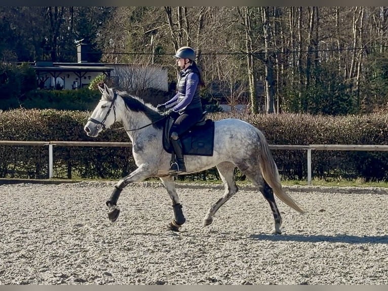 Cruzado Klacz 5 lat 155 cm  in Neustadt (Wied)