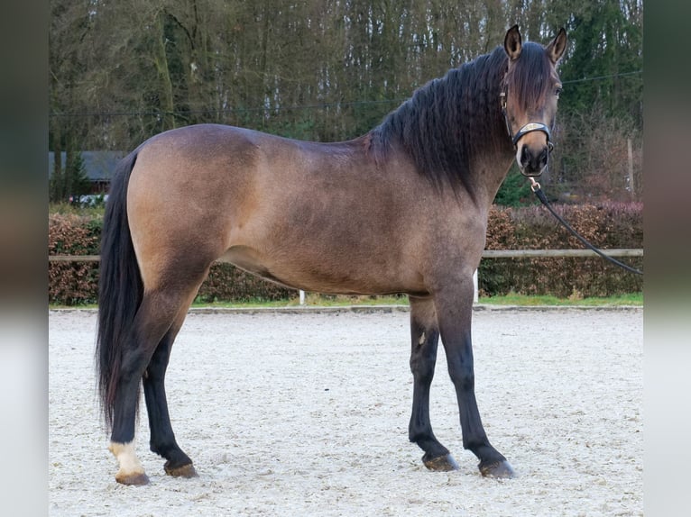 Cruzado Klacz 5 lat 157 cm Bułana in Neustadt (Wied)