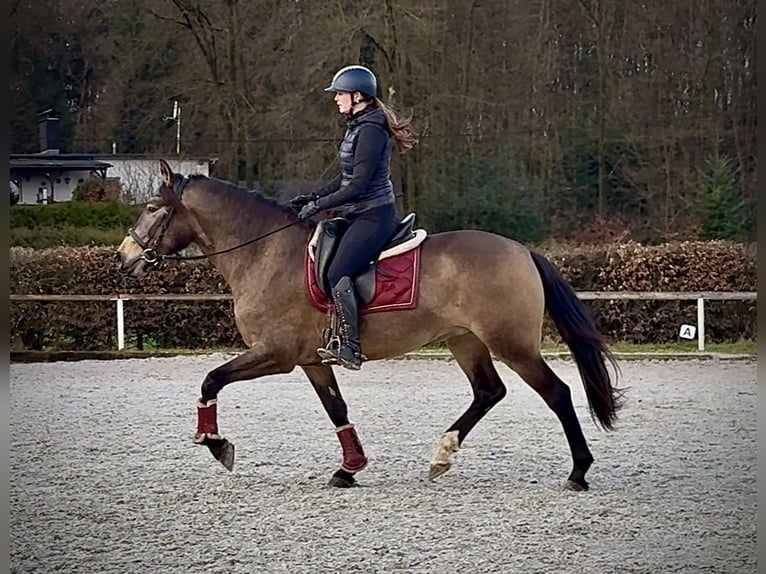 Cruzado Klacz 5 lat 157 cm Bułana in Neustadt (Wied)