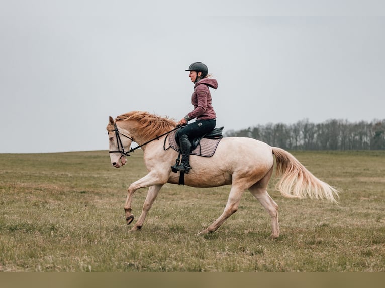 Cruzado Klacz 5 lat 158 cm Cremello in Radeburg