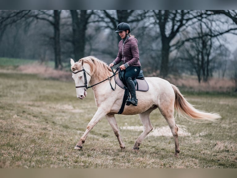 Cruzado Klacz 5 lat 158 cm Cremello in Radeburg