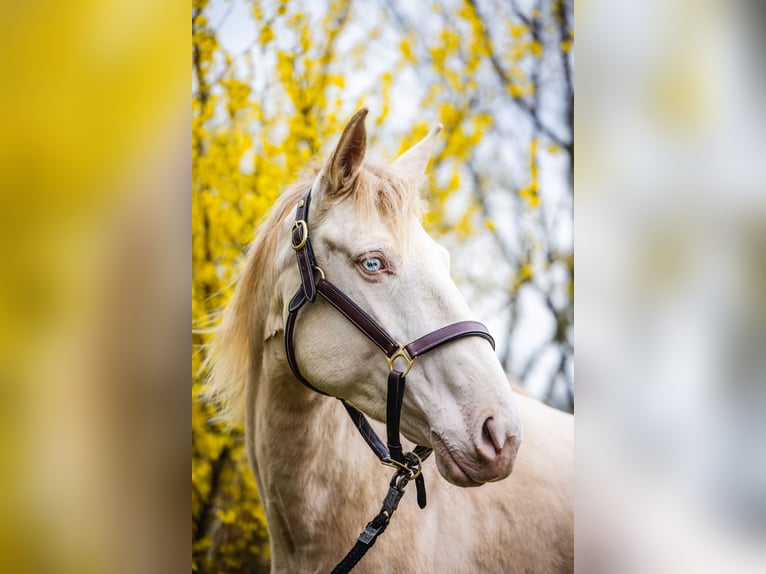Cruzado Klacz 5 lat 158 cm Cremello in Radeburg