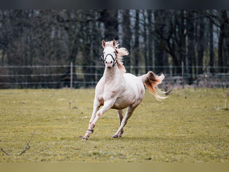 Cruzado Klacz 5 lat 158 cm Cremello in Radeburg