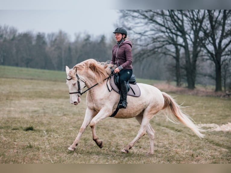 Cruzado Klacz 5 lat 158 cm Cremello in Radeburg