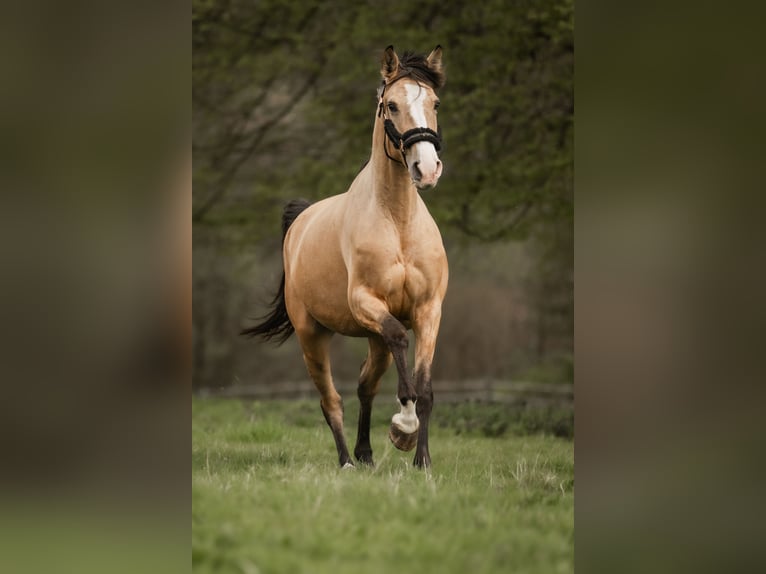 Cruzado Klacz 5 lat 160 cm Jelenia in Windhagen