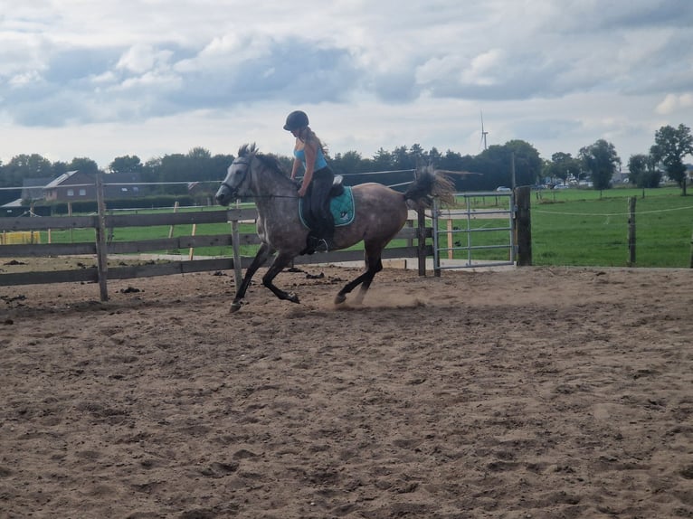 Cruzado Klacz 5 lat 160 cm Siwa in Wachtendonk