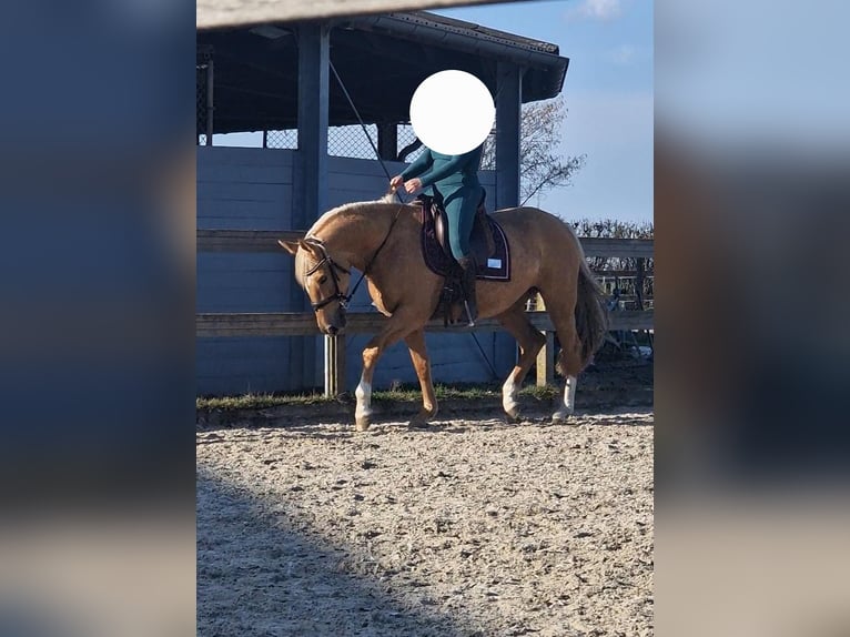 Cruzado Klacz 5 lat 161 cm Izabelowata in Hürtgenwald