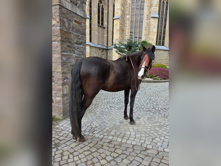 Cruzado Klacz 5 lat 161 cm Kara in Linkenbach