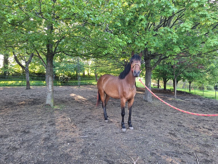 Cruzado Mix Klacz 5 lat 163 cm Gniada in Langschlag