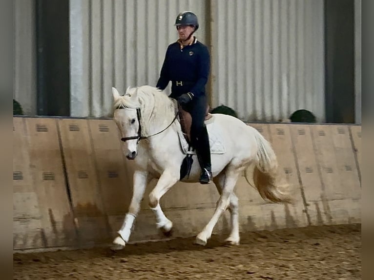 Cruzado Klacz 6 lat 150 cm Siwa in Neustadt (Wied)