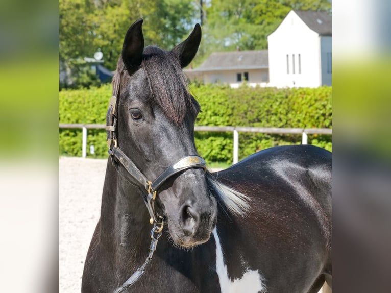 Cruzado Klacz 6 lat 150 cm Srokata in Neustadt (Wied)