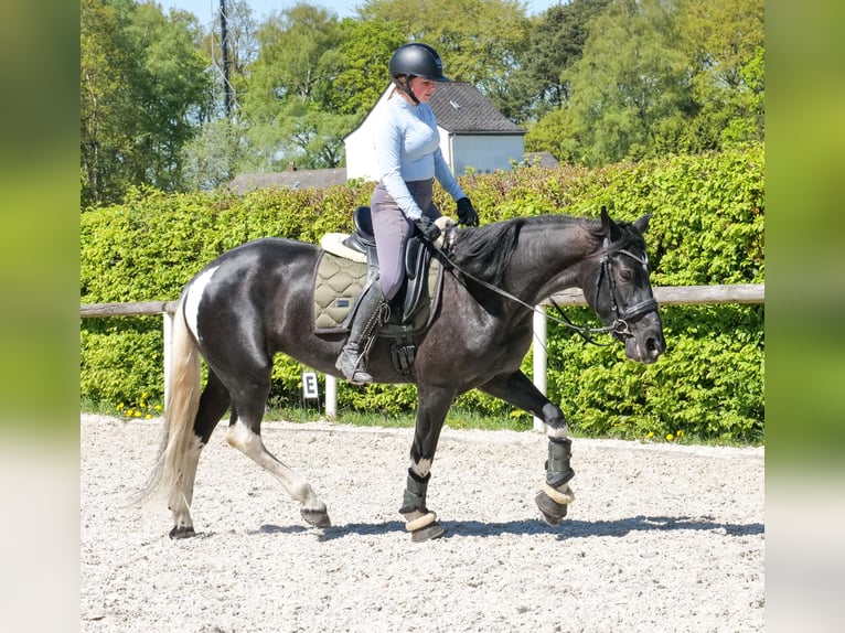 Cruzado Klacz 6 lat 150 cm Srokata in Neustadt (Wied)