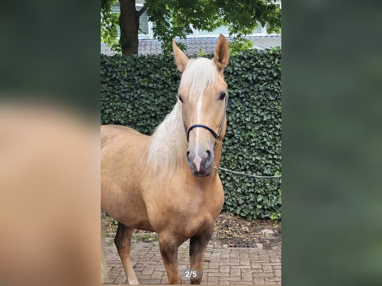 Cruzado Klacz 6 lat 151 cm Izabelowata in Schipluiden